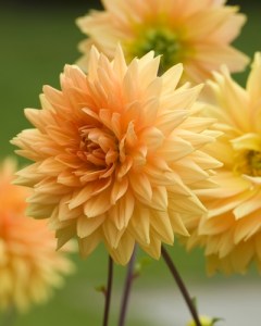 Dahlia Glory of Noordwijk5